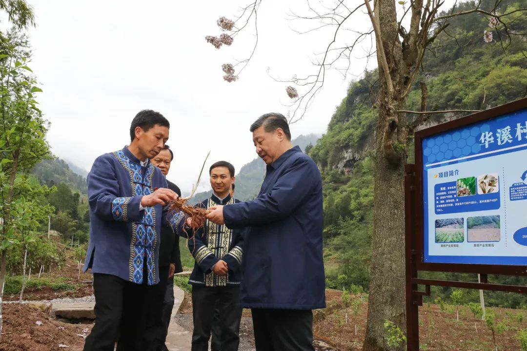 2019年4月15日，習近平在重慶華溪村考察特色經(jīng)濟作物帶動村民脫貧的情況。新華社記者 鞠鵬 攝