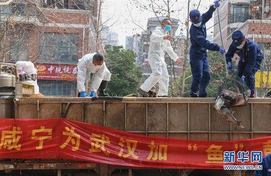 3月13日，一批運(yùn)到湖北省武漢市硚口區(qū)華生漢口城市廣場(chǎng)社區(qū)的活魚在卸貨。當(dāng)日，首批100噸調(diào)配自咸寧市的活魚運(yùn)抵武漢市硚口區(qū)11個(gè)街道下轄社區(qū)。 新華社記者 程敏 攝